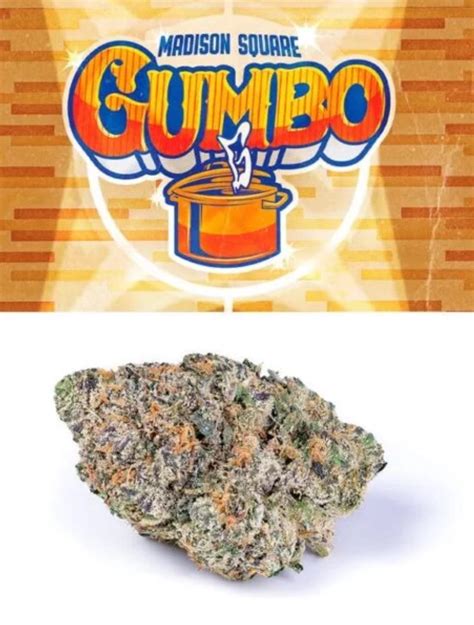 gucci gumbo strain